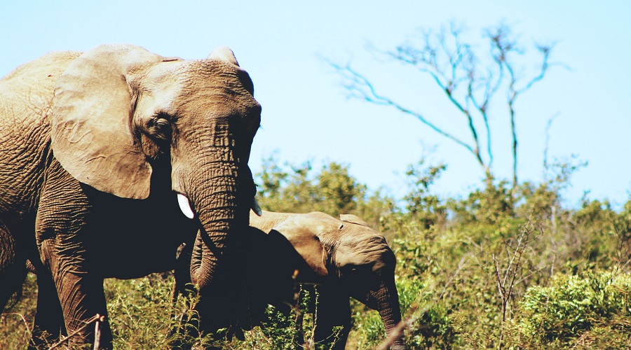 Top 10 Serengeti Safari Lodges 2026/2027